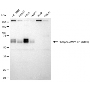 LifeSab™ KD-Validated Phospho-AMPKA1 (S496) Rabbit mAb (20 μl)