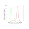 LifeSab™ KD-Validated PRKCD Rabbit mAb (20 μl)