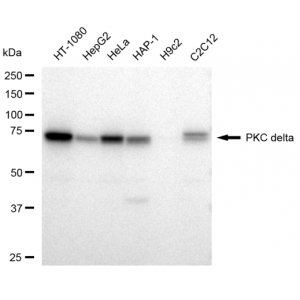 LifeSab™ KD-Validated PRKCD Rabbit mAb (20 μl)