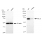 LifeSab™ KD-Validated PRKCD Rabbit mAb (20 μl)