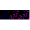 LifeSab™ KD-Validated PRMT7 Rabbit mAb (20 μl)