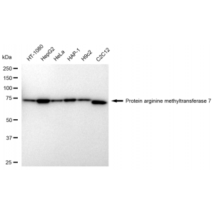 LifeSab™ KD-Validated PRMT7 Rabbit mAb (20 μl)