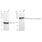 LifeSab™ KD-Validated PRMT7 Rabbit mAb (20 μl)