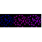 LifeSab™ KD-Validated PTPN11 Rabbit mAb (20 μl)