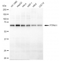 LifeSab™ KD-Validated PTPN11 Rabbit mAb (20 μl)