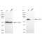 LifeSab™ KD-Validated PTPN11 Rabbit mAb (20 μl)