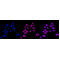 LifeSab™ KD-Validated PTPN11 Rabbit mAb (20 μl)