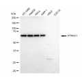 LifeSab™ KD-Validated PTPN11 Rabbit mAb (20 μl)