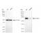 LifeSab™ KD-Validated PTPN11 Rabbit mAb (20 μl)