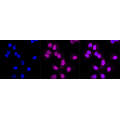 LifeSab™ KD-Validated PVR Rabbit mAb (20 μl)