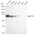 LifeSab™ KD-Validated PVR Rabbit mAb (20 μl)