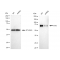 LifeSab™ KD-Validated PVR Rabbit mAb (20 μl)