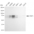 LifeSab™ KD-Validated PWP1 Rabbit mAb (20 μl)