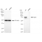 LifeSab™ KD-Validated PWP1 Rabbit mAb (20 μl)