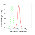 LifeSab™ KD-Validated Raf1 Rabbit mAb (20 μl)