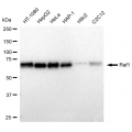 LifeSab™ KD-Validated Raf1 Rabbit mAb (20 μl)