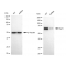 LifeSab™ KD-Validated Raf1 Rabbit mAb (20 μl)