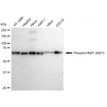 LifeSab™ KD-Validated Phospho-Raf1 (S621) Rabbit mAb (20 μl)