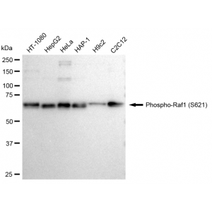 LifeSab™ KD-Validated Phospho-Raf1 (S621) Rabbit mAb (20 μl)