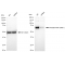 LifeSab™ KD-Validated Phospho-Raf1 (S621) Rabbit mAb (20 μl)