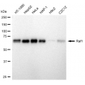 LifeSab™ KD-Validated Raf1 Rabbit mAb (20 μl)