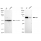 LifeSab™ KD-Validated Raf1 Rabbit mAb (20 μl)