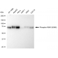 LifeSab™ KD-Validated Phospho-RSK1 (S380) Rabbit mAb (20 μl)