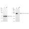 LifeSab™ KD-Validated Phospho-RSK1 (S380) Rabbit mAb (20 μl)