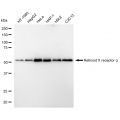 LifeSab™ KD-Validated RXRA Rabbit mAb (20 μl)