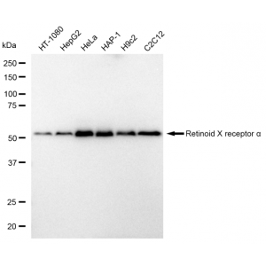 LifeSab™ KD-Validated RXRA Rabbit mAb (20 μl)