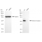 LifeSab™ KD-Validated RXRA Rabbit mAb (20 μl)