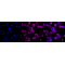 LifeSab™ KD-Validated SEC24D Rabbit mAb (20 μl)