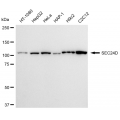 LifeSab™ KD-Validated SEC24D Rabbit mAb (20 μl)