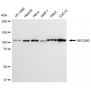 LifeSab™ KD-Validated SEC24D Rabbit mAb (20 μl)