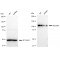 LifeSab™ KD-Validated SEC24D Rabbit mAb (20 μl)