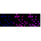 LifeSab™ KD-Validated SMAD5 Rabbit mAb (20 μl)