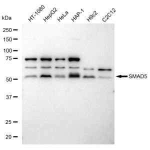 LifeSab™ KD-Validated SMAD5 Rabbit mAb (20 μl)