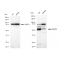 LifeSab™ KD-Validated SMAD5 Rabbit mAb (20 μl)