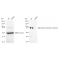 LifeSab™ KD-Validated STIM1 Rabbit mAb (20 μl)