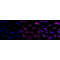 LifeSab™ KD-Validated STXBP1 Rabbit mAb (20 μl)