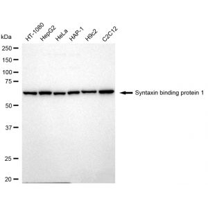 LifeSab™ KD-Validated STXBP1 Rabbit mAb (20 μl)