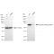 LifeSab™ KD-Validated STXBP1 Rabbit mAb (20 μl)