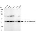 LifeSab™ KD-Validated TARDBP Rabbit mAb (20 μl)