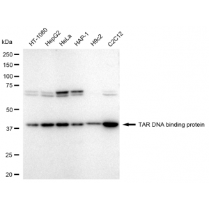 LifeSab™ KD-Validated TARDBP Rabbit mAb (20 μl)