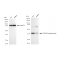 LifeSab™ KD-Validated TARDBP Rabbit mAb (20 μl)