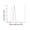 LifeSab™ KD-Validated TEAD1 Rabbit mAb (20 μl)