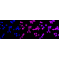 LifeSab™ KD-Validated TEAD1 Rabbit mAb (20 μl)