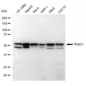 LifeSab™ KD-Validated TEAD1 Rabbit mAb (20 μl)