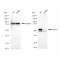 LifeSab™ KD-Validated TEAD1 Rabbit mAb (20 μl)