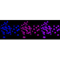 LifeSab™ KD-Validated TEAD1 Rabbit mAb (20 μl)